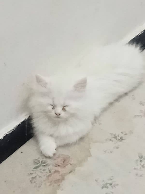 Persian Triple coat home breed Full Guarentted pure kittens 1