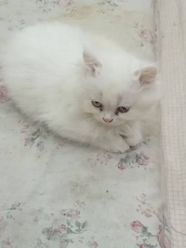 Persian Triple coat home breed Full Guarentted pure kittens 3