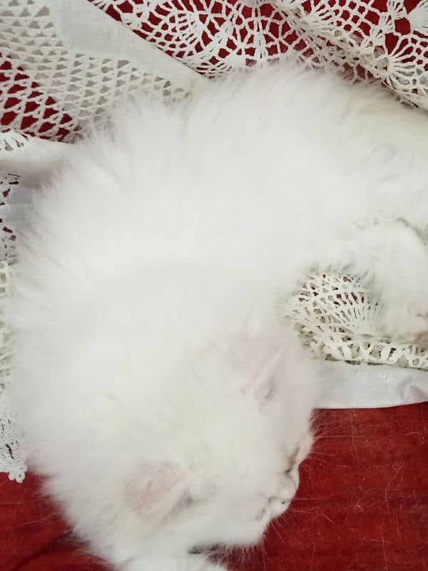 Persian Triple coat home breed Full Guarentted pure kittens 4