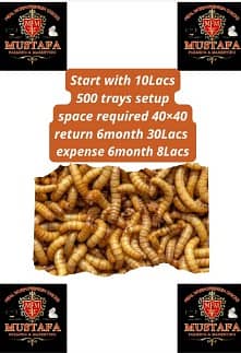 Mealworms Farming 5