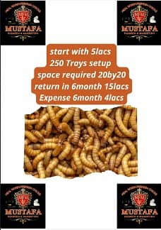 Mealworms Farming 4