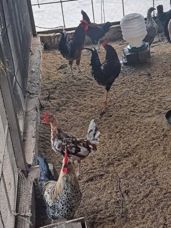 Golden misri hens Murgiya desi hens for sale 2