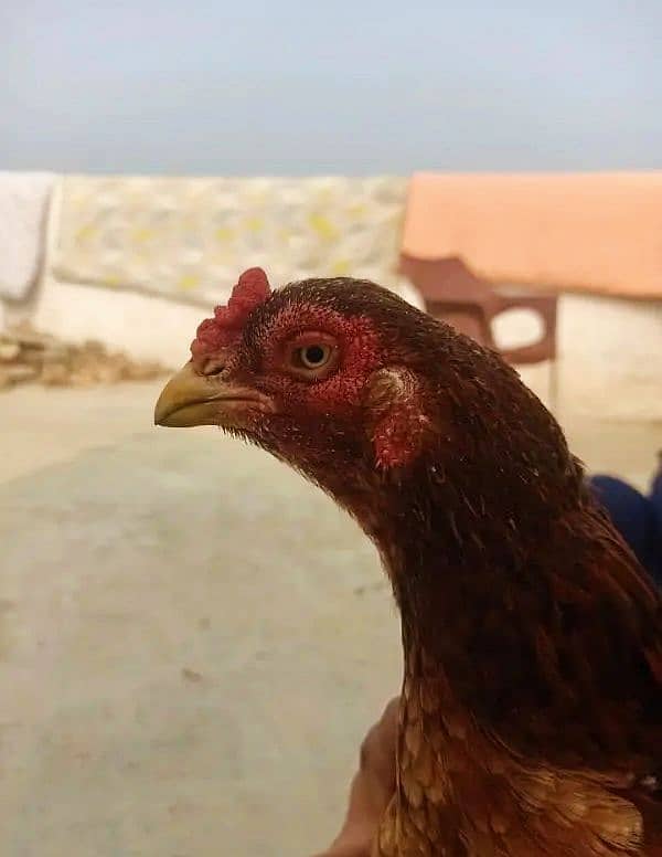 mianwali breeder hen 0