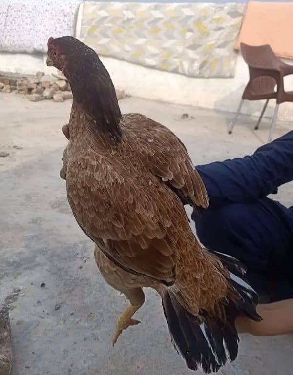 mianwali breeder hen 2