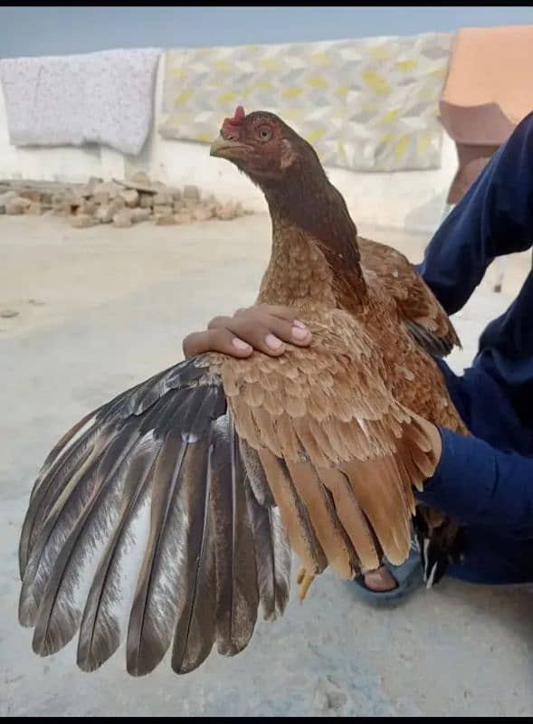 mianwali breeder hen 3