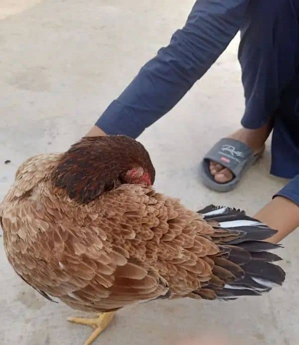 mianwali breeder hen 4