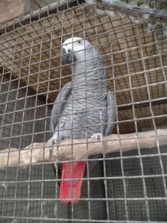 African grey parrot male