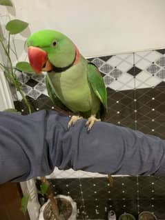 Raw parrot