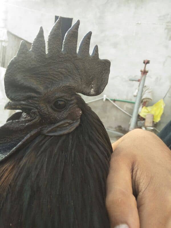 Ayam Cemani grey 3 piece 100% pure quality 0