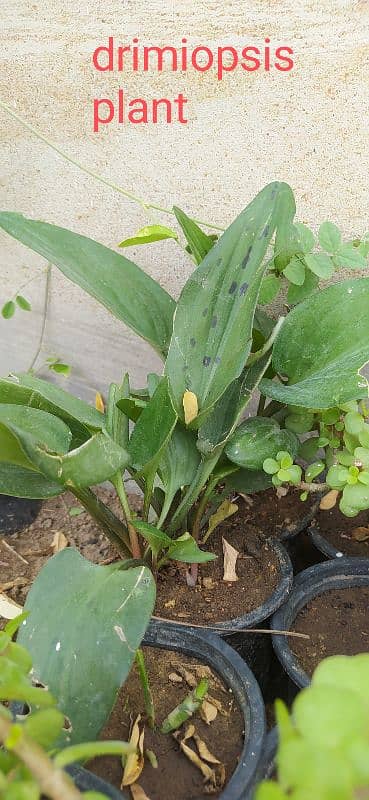 plants on your door step 1