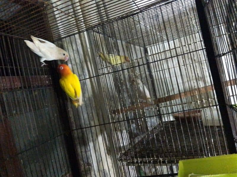 Love birds and 3 cages 2