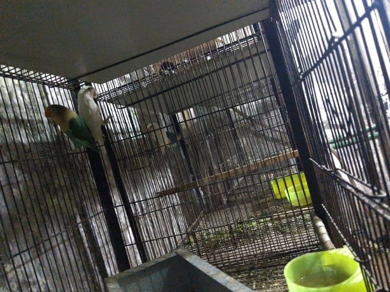 Love birds and 3 cages 5