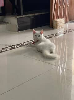 Persian cat for sale female with all acceroues 0