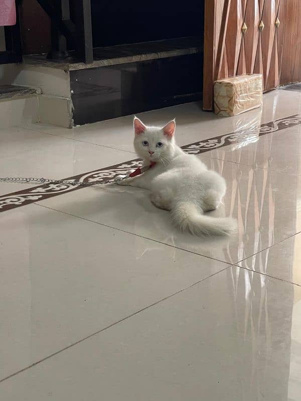 Persian cat for sale female with all acceroues 0