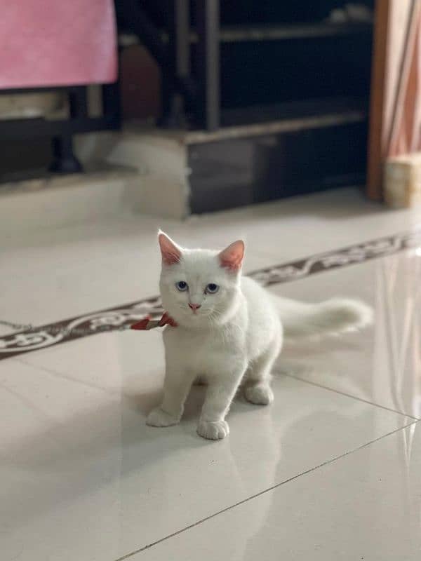 Persian cat for sale female with all acceroues 1