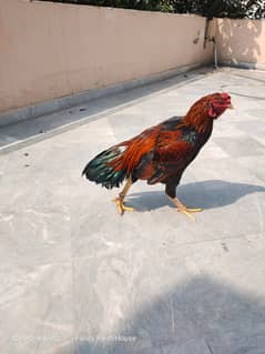 Aseel | Hens | Mianwali murga | Mianwali Hens | Murgiya | Shamoo 0