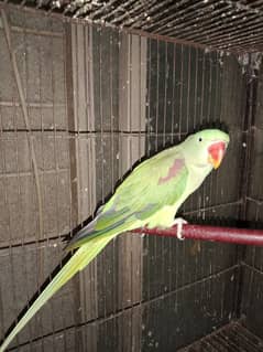 parrot female for sale