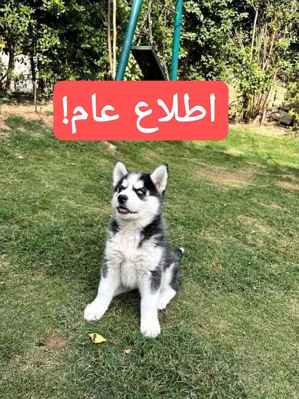 husky || Russian| important msg. . . labra dog for sale 3