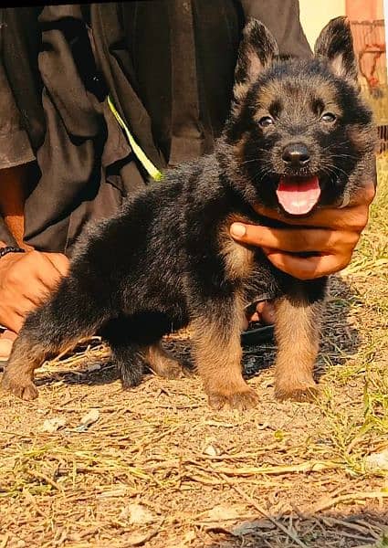 German Shepherd puppies 03258925354 1