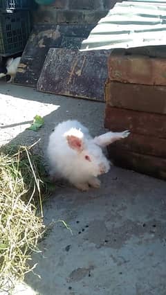 Rabbit Urgent sale