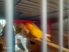 lovebird