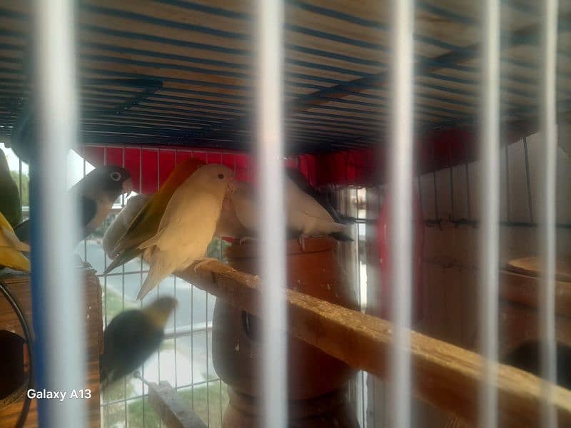 lovebird 3