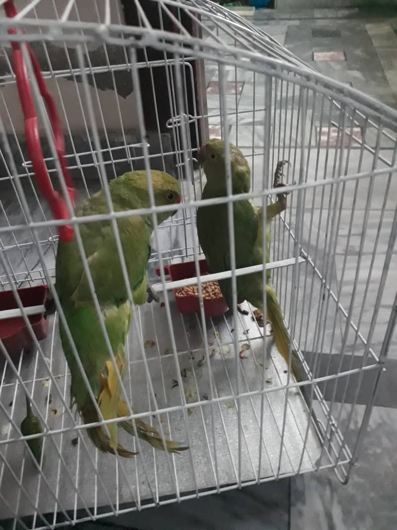 Beautiful raw parrot female and Male 4