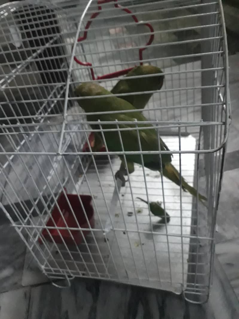 Beautiful raw parrot female and Male 5