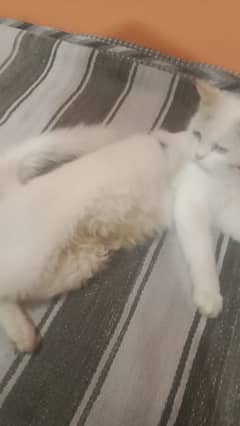 very beautiful Persian cat for sale