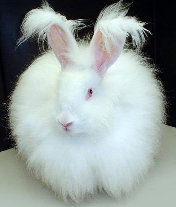 English angora rabbit aje 4 manth 1