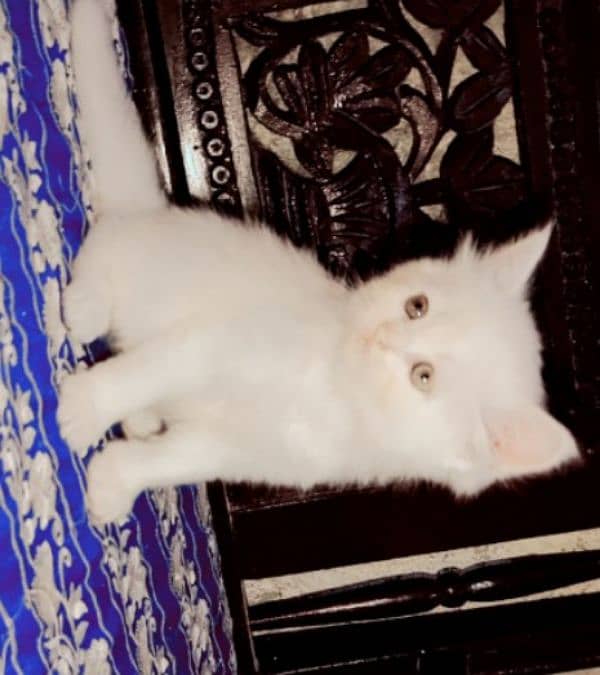 Persian cat kitten 0