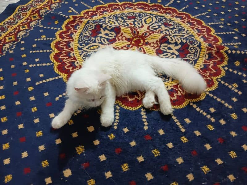 Persian cat for sale full trand cat age 3. months 1