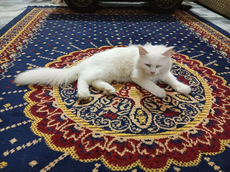 Persian cat for sale full trand cat age 3. months 2