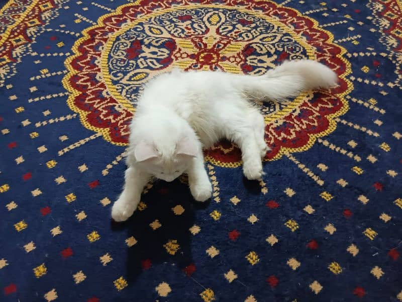 Persian cat for sale full trand cat age 3. months 4