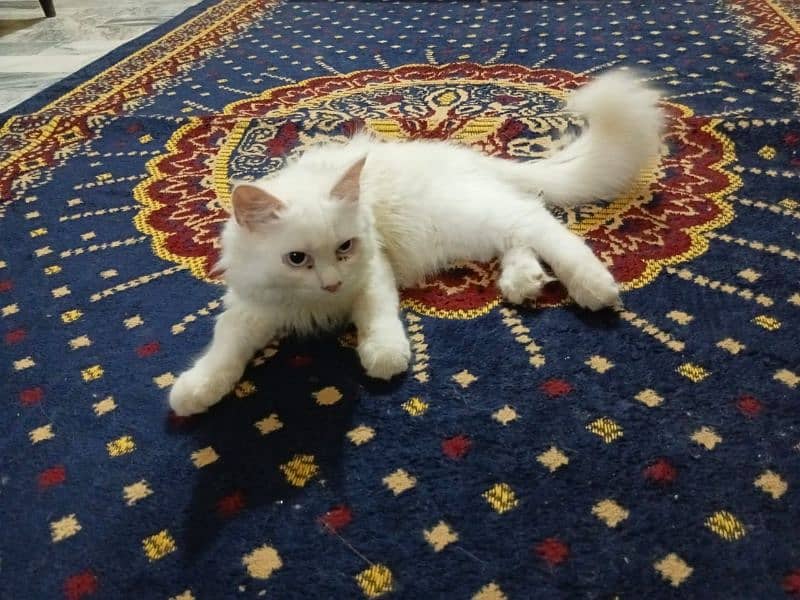 Persian cat for sale full trand cat age 3. months 5