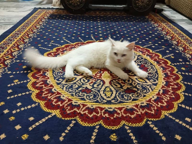 Persian cat for sale full trand cat age 3. months 6