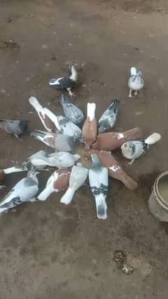 pigeons