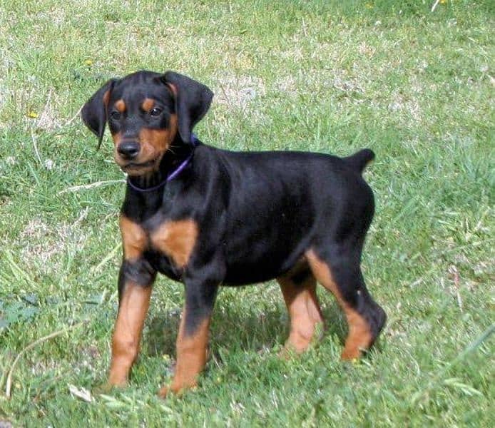 European imported blood line pups 1