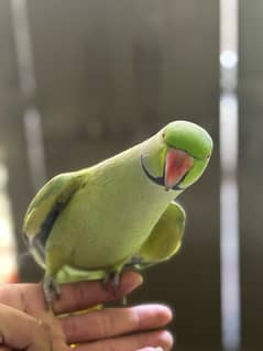 Green green neck male for sale