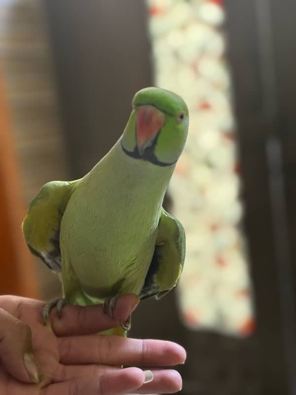 Green green neck male for sale 1