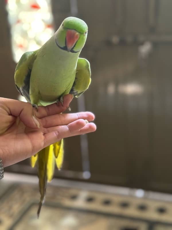 Green green neck male for sale 3