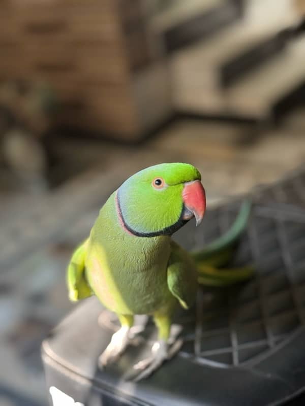 Green green neck male for sale 5