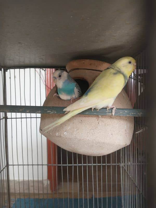 Cage with Parrot's 3