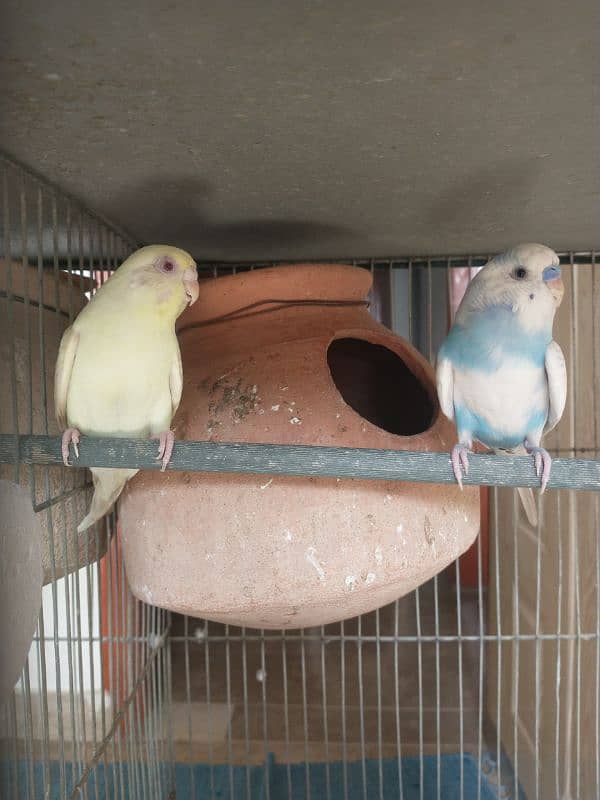 Cage with Parrot's 4