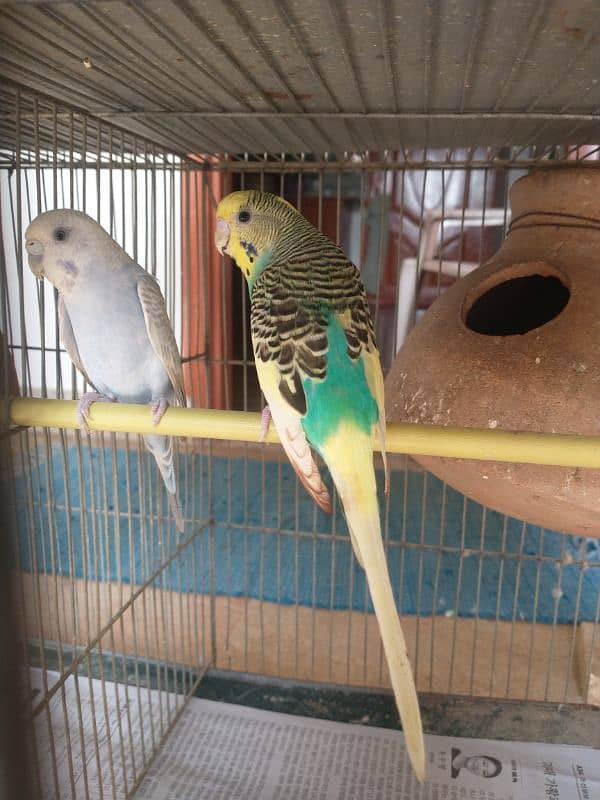 Cage with Parrot's 5