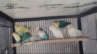 Albino / parblue/ fashri / parblue pestal Love Birds