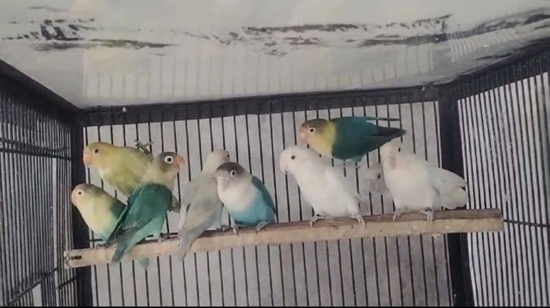 Albino / parblue/ fashri / parblue pestal Love Birds 0