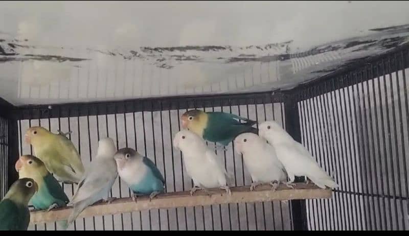 Albino / parblue/ fashri / parblue pestal Love Birds 1