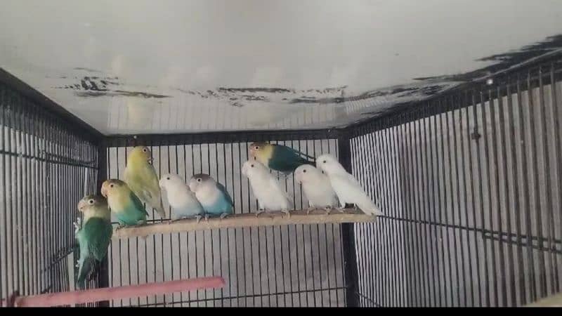 Albino / parblue/ fashri / parblue pestal Love Birds 2