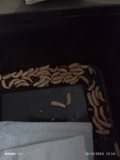 mealworm for sale 0